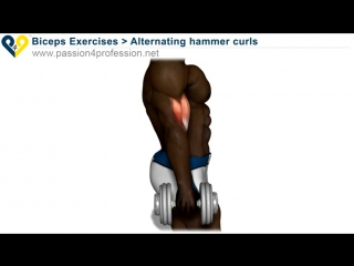 alternating hammer curls (standing with dumbbells)